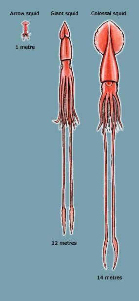Size Comparison Of The Arrow Giant And Colossal Squid Colossal Squid