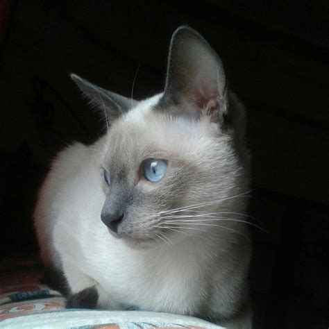 Blue Point Siamese Cats For Adoption