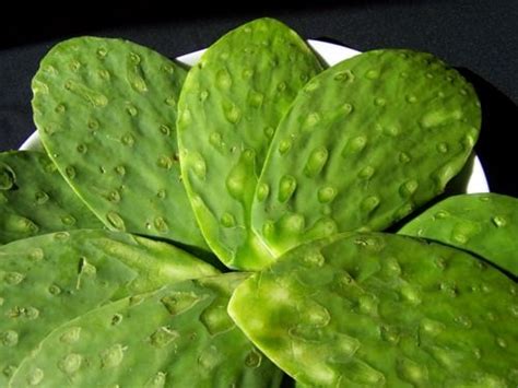 Here you may to know how to cook cactus leaves. Nopal (cactus) Recipes for diabetes, obesity and skin ...