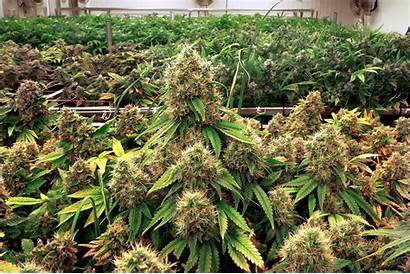 Marijuana Cannabis Harvest Ready Medical Grow Micro