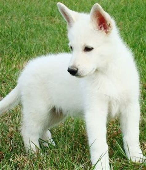 White Shepherd Dog Breed Information Images Characteristics Health