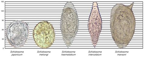 Images Of Various Schistosoma Species Along A Scale For Reference