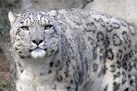 Adopt a Snow Leopard - Charity Gifts