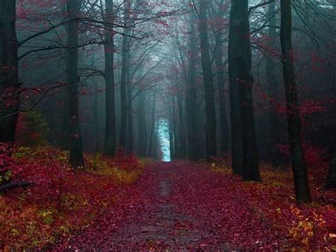 Twitter Earthpics The Black Forest Germany Black Forest