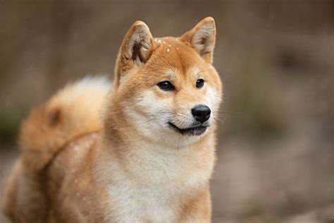 Shiba Inus Of Japan All Of Your Questions Answered My First Shiba Inu