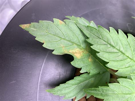 Yellow/brown spots on bottom leaves | Grasscity Forums ...