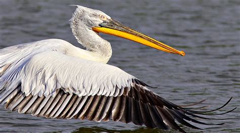 Dalmatian Pelican Pelecanus Crispus Daniel Petrescu Photography