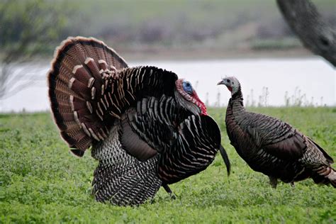 Turkey Bird Wildlife Thanksgiving Nature Wallpapers Hd Desktop