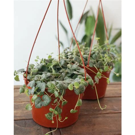 String Of Hearts Ceropegia Woodii