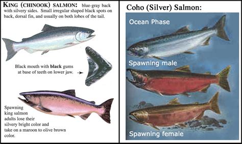 Coho Salmon Life Cycle