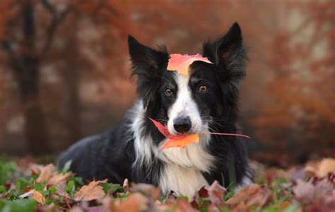 Border collie dog pet animal running dog rough collie canine british sheepdog sheepdog collie. Dog breed Border Collie with yellow leaf in mouth ...