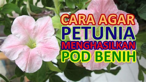 Selanjutnya untuk perawatan tanaman cabe, teknik penyiraman dan mengatasi hama pada tanaman. Cara Menyemai Benih Bunga Vinca - BENIH TOKO