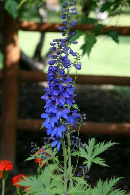 Order flowers online with flowers by louise in wasilla. Sunhusky's Alaska: Getting a Flower Fix in Palmer
