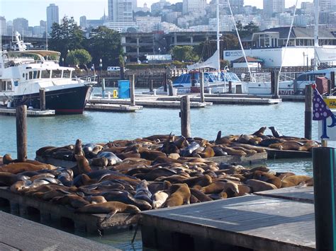 Pier 39, where the sea lions reside. | Places in san francisco, Pier 39