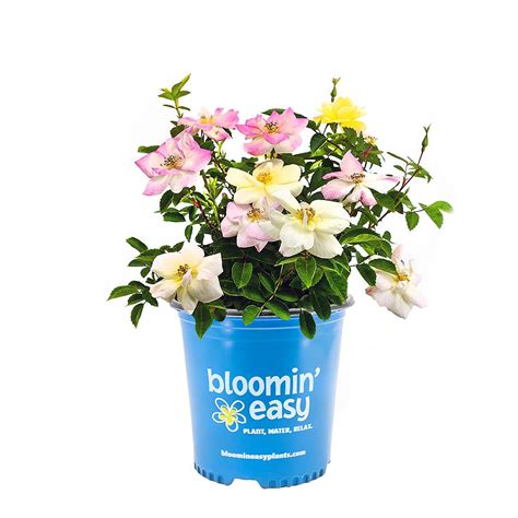 Bloomin Easy 75l Peach Lemonade Rose Flowering Shrub The Home Depot
