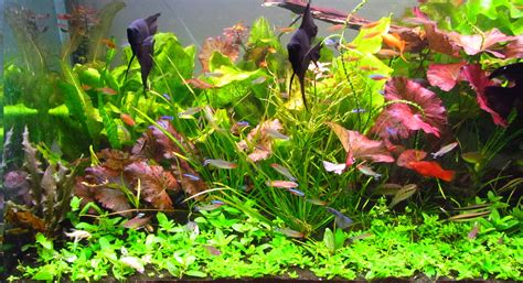 Aquarium plants and aquascaping information will be added on a regular basis. Live freshwater aquarium plants for sale cheap low prices ...