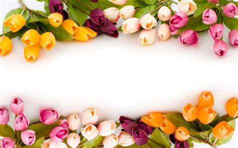 Flower images wallpapers pictures pics photo free hd download for profile pictures lovely flowers wallpaper images photo pictures hd download for whatsaap & facebook beautiful flowers. 30 Beautiful Flower Wallpapers - The WoW Style