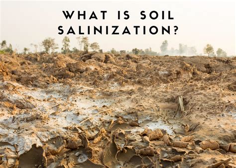 Soil Salinization