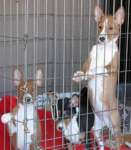 Home shop dogs basenji puppies for sale. 7 mths old red Basenji female puppy for sale in Ontario ...