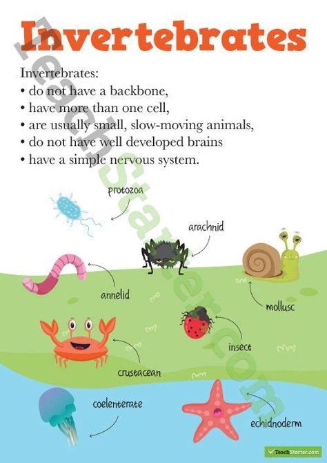 C The 9 Invertebrates Invertebrates Vertebrates And Invertebrates