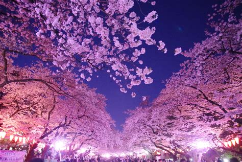 Famous Places For Cherry Blossoms In Tokyo Tabimania Japan