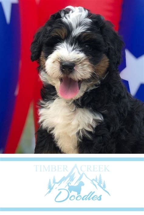 The mini bernedoodle is a hybrid dog that is a bernese mountain dog mixed with a miniature poodle. We're dedicated to raising the best Mini Goldendoodle and ...