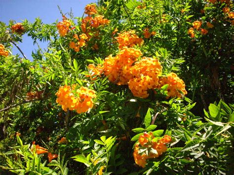 Tecoma stans tree 3d model. Tecoma stans x 'Orange Jubilee' : Grows on You