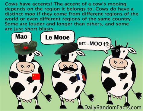Random Fact Cows Have Accents The Accent Of A Cows Mooing Depends On