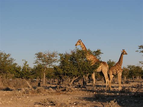 Maybe you would like to learn more about one of these? Darwin und seine Theorie der natürlichen Selektion | www ...