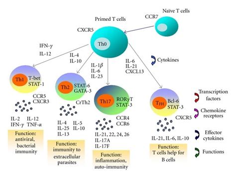 Effector T Cell Differentiation Th1 Th2 Th17 And Tfh The