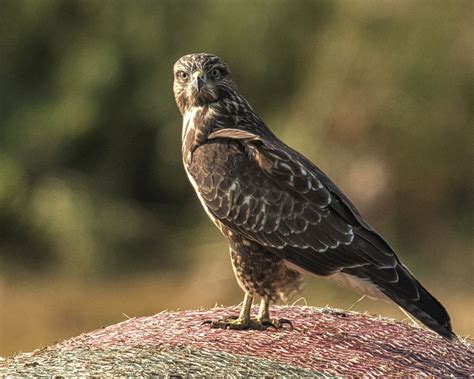 We did not find results for: Bussard Impressionen Foto & Bild | tiere, wildlife, wild ...