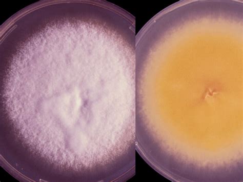 Trichophyton Mycology University Of Adelaide