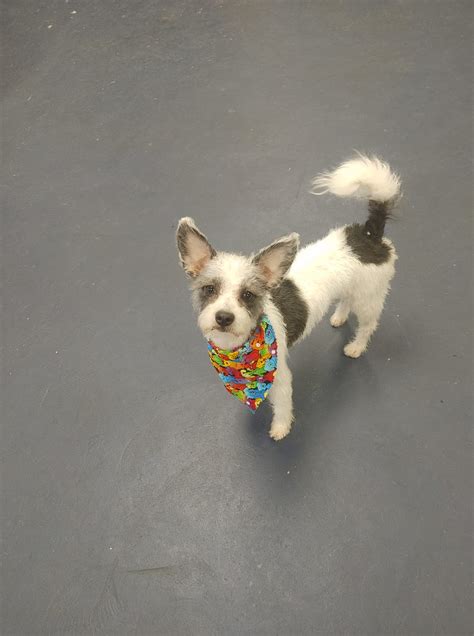 We offer a unique, pleasant and worry free experience for y. Pampered Paws Pet Resort - Home | Facebook