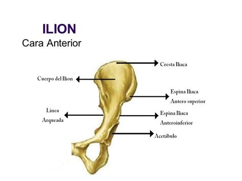 Hueso Ilíaco O Coxal Anatomia Función Lesiones Y Sus Partes