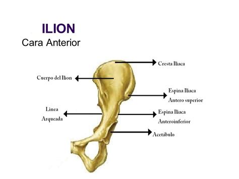 Osso Ilíaco Onde Fica