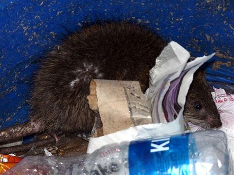 These little invaders can easily march through your home like an invading army. Orkin: Chicago, Los Angeles "rattiest" cities - UPI.com