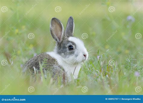 Baby Rabbit In The Grass Stock Image Image Of Young 48892707