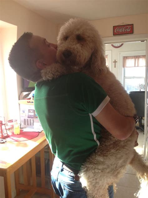 Large dogs should be picked up the way you would pick up a sheep or goat if you have to. 12 More Photos of HUGE Dogs Who Love To Be Carried | Huge ...