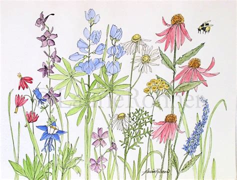 Watercolor Wildflowers At Getdrawings Free Download