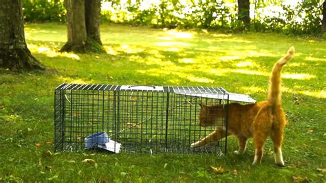 How To Catch A Cat In A Live Trap Cat Lovster