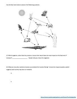 Wetland food web worksheet