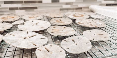 How To Clean And Preserve Sand Dollars • Hey Its Jenna