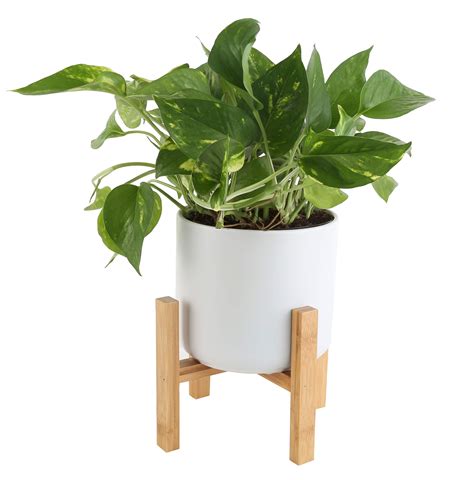 Buy Costa Farms Live Pothos , Easy Care Vining Live Indoor House, Air