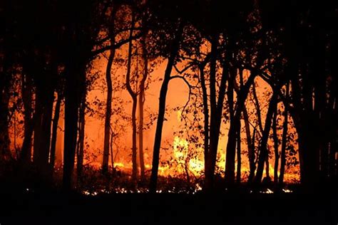 How To Prevent Bushfires In Australia Australia Bushfire Prevention Your Guide To Bushfire
