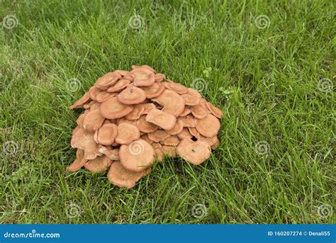 Cluster Of Orange Colored Mushrooms In Lawn Stock Photo Image Of