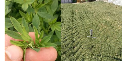 Harvesting Of High Quality Haylage From Alfalfa In Natural Conditions