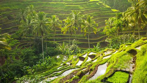Tegalalang Rice Terrace Park Review Condé Nast Traveler