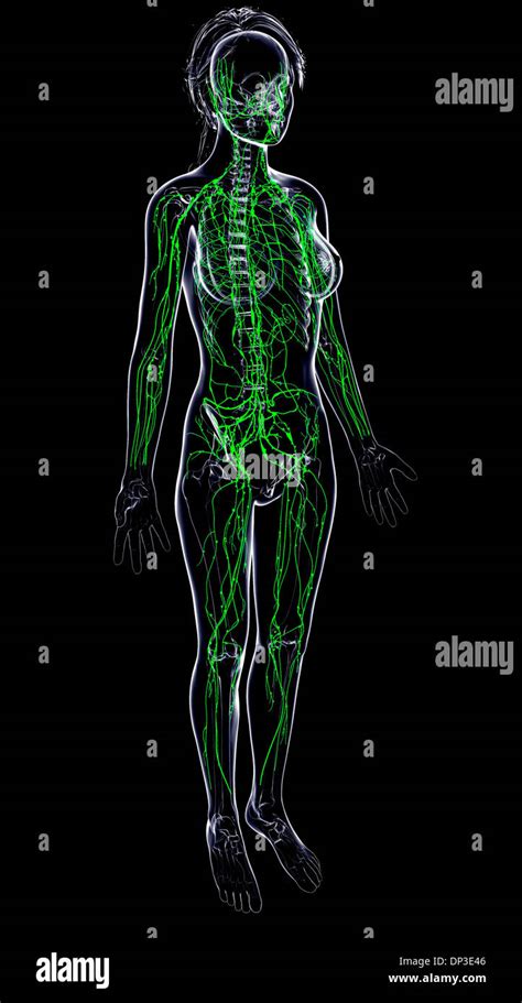 Female Lymphatic System Artwork Stock Photo Alamy
