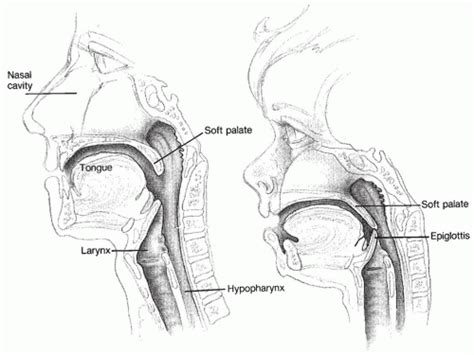 Upper Airway Anatomy And Function Ento Key