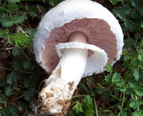 -Photos Champignon